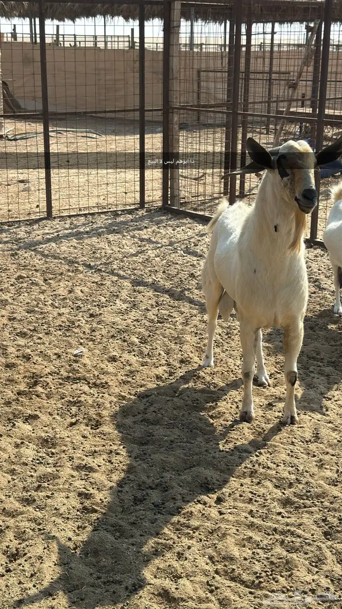 أغنام 4