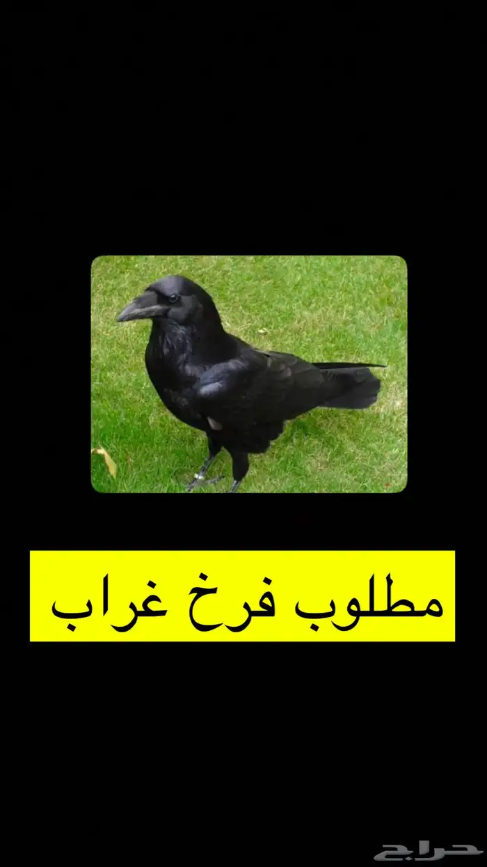 مطلوب غراب للبيع 0