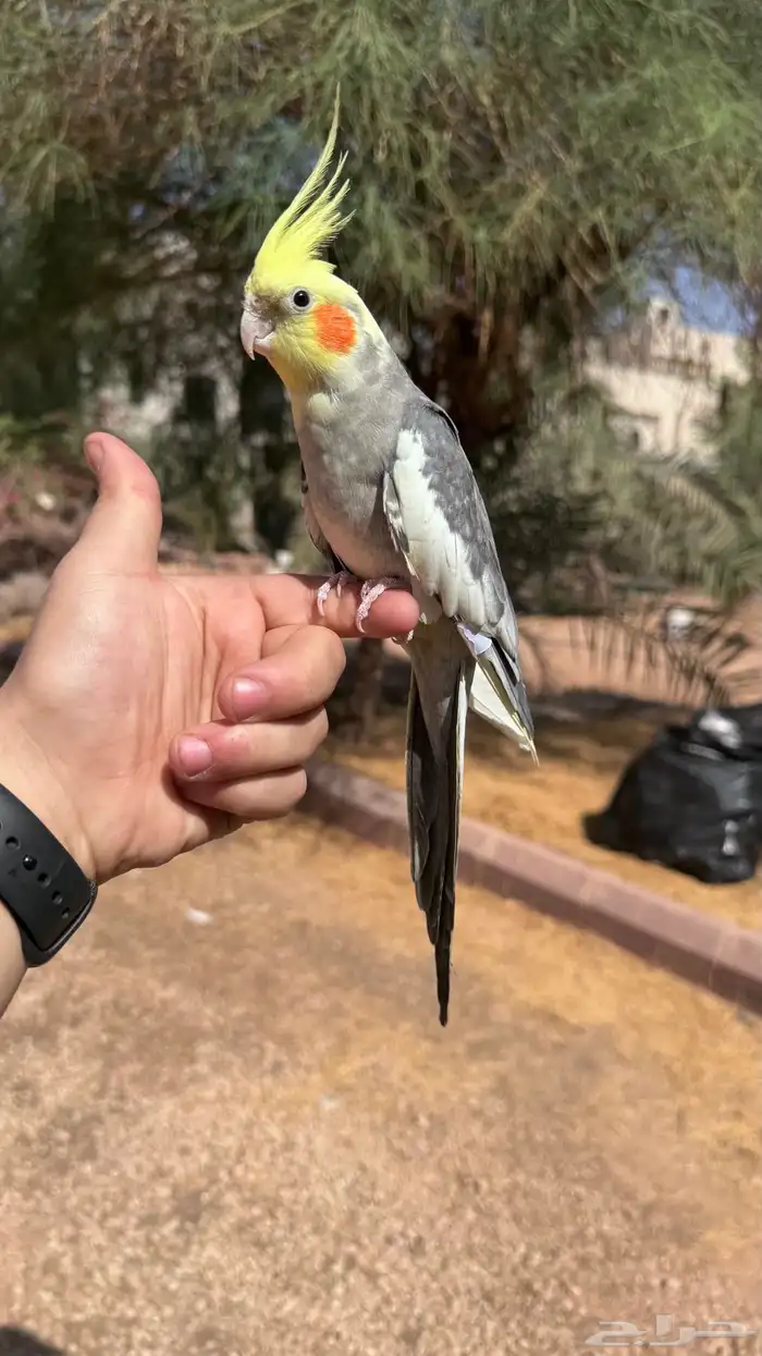 كروان ذكر متلكم و هدد 1