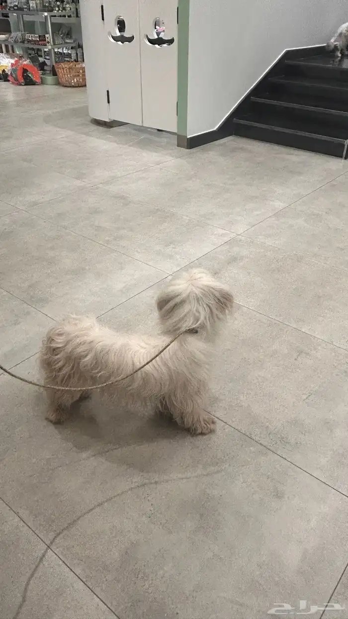 كلب مالتيز للبيع مع اغراضه 2