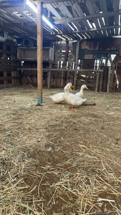 بط كيني ماشا تبارك الله حجم ونضافه index