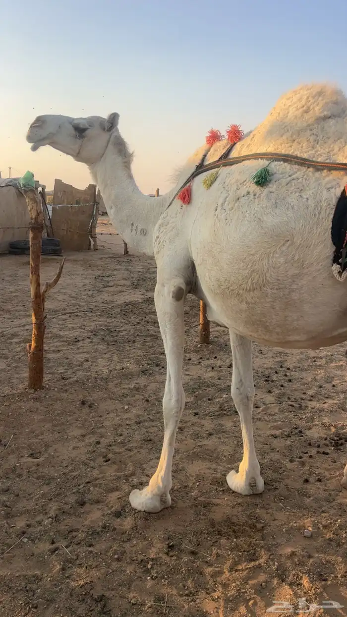 خلفه وضحاء مصغر سنها ثنيه 0