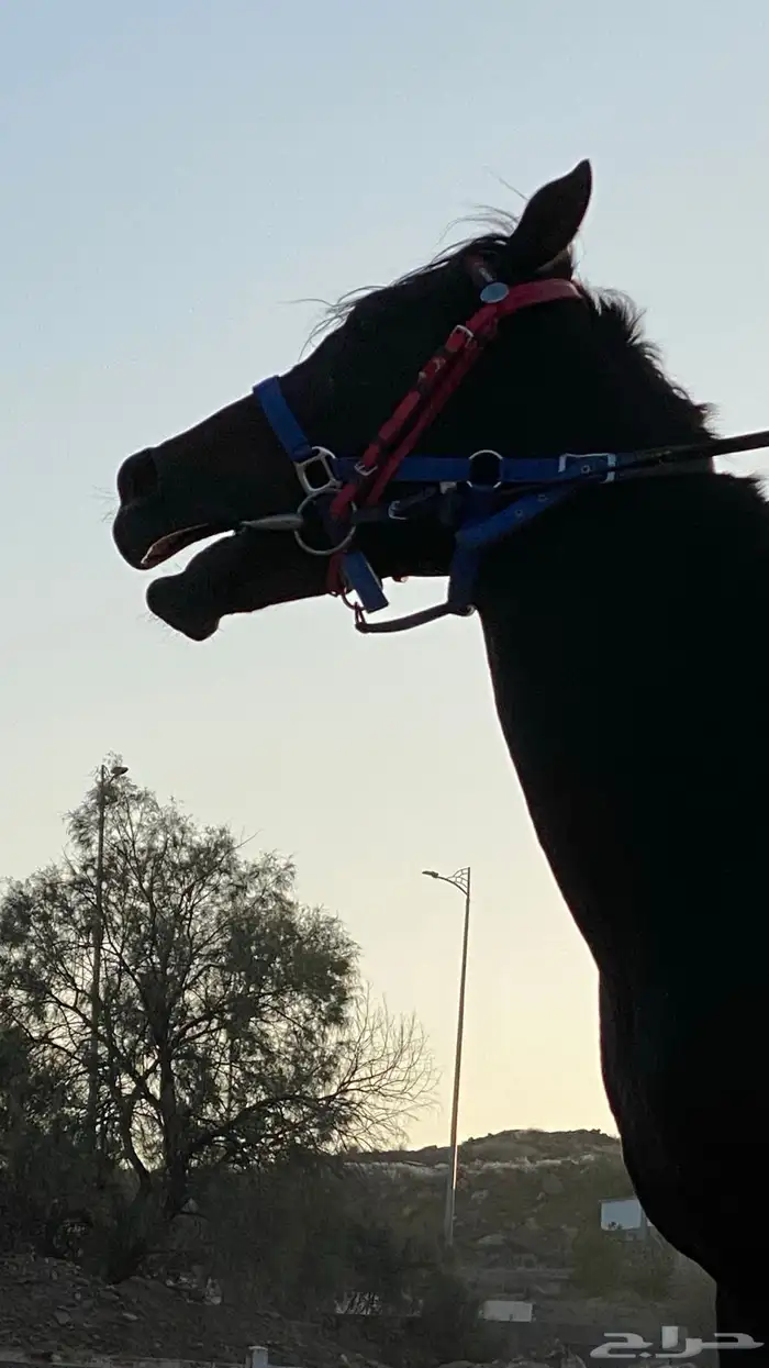 حصان شعبي كفو 0