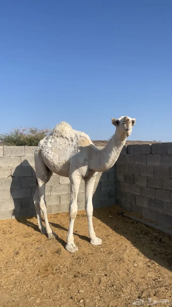 قعود بلدي مقفل ( تم البيع) 3