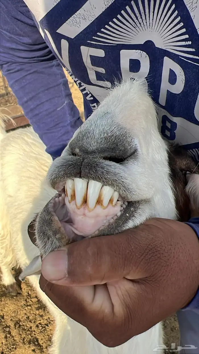 معزا للبيع عدد 10 مع الفحل 4