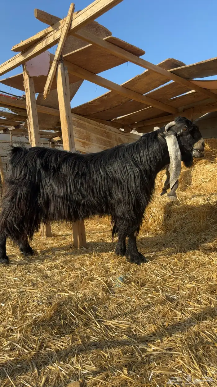 للبيع تيس خصم 0