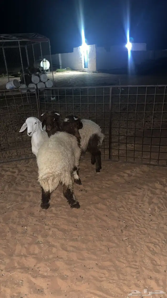 نعيم العمر من شهرين وطالع 0