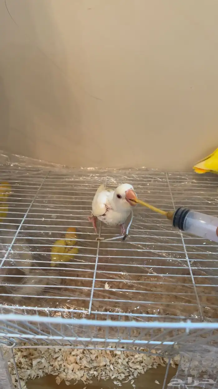 فروخ روز هدد 5