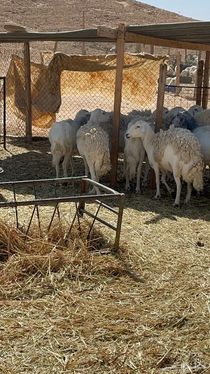 غنم حريات مراح 32