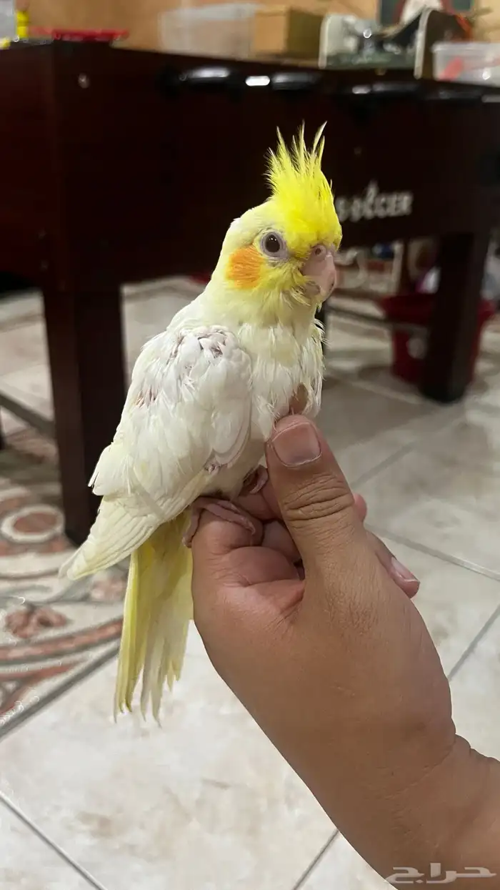 كروان لاتينو حجم سوبر عيون حمر 1