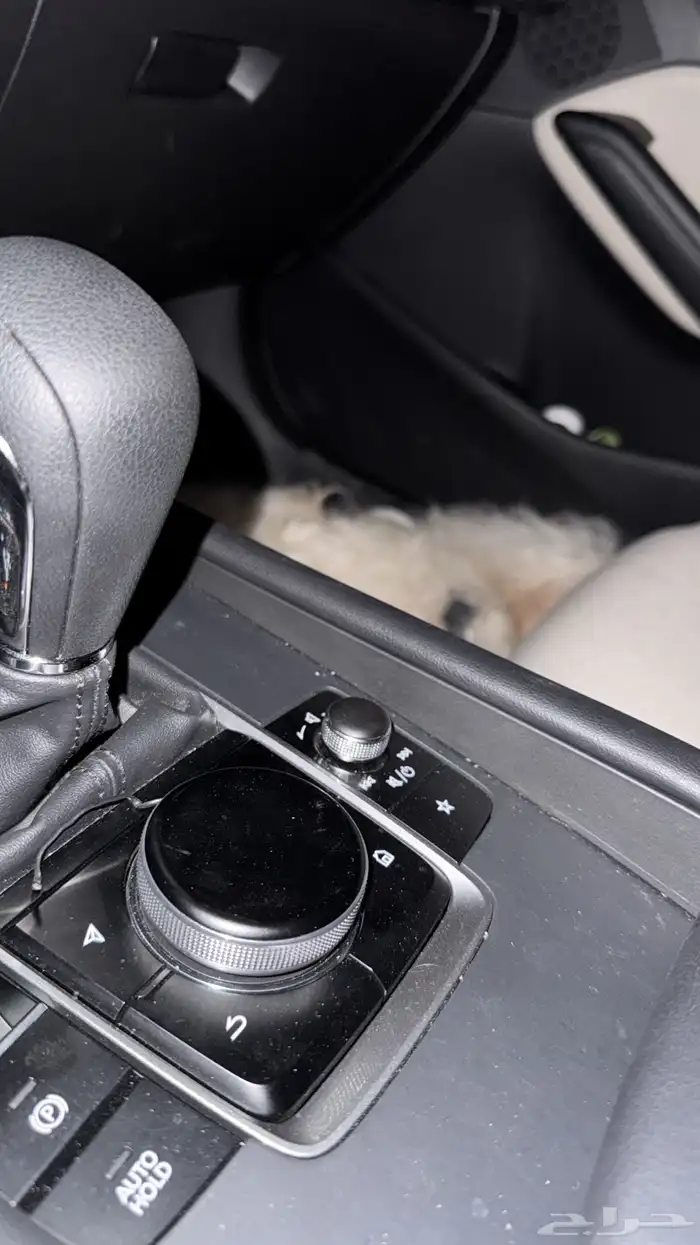 كلب للتبني الي يبغاه يتواصل 1