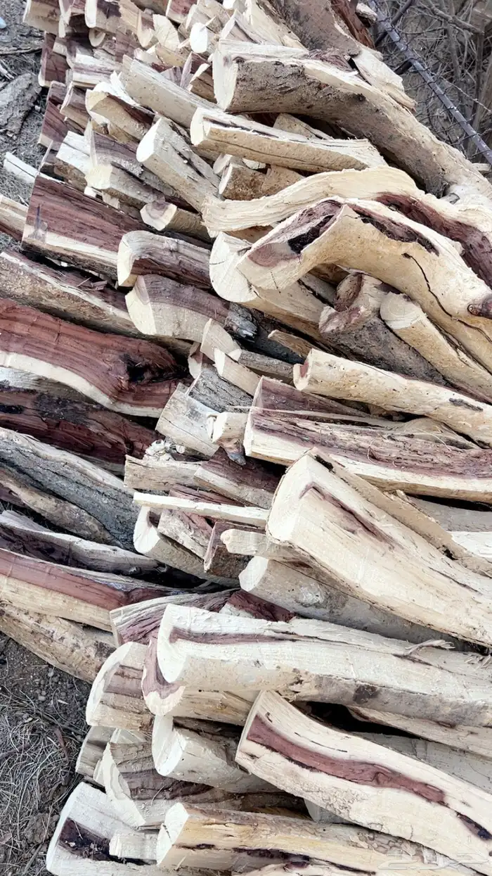 حطب مشلخ وشبت نار 0