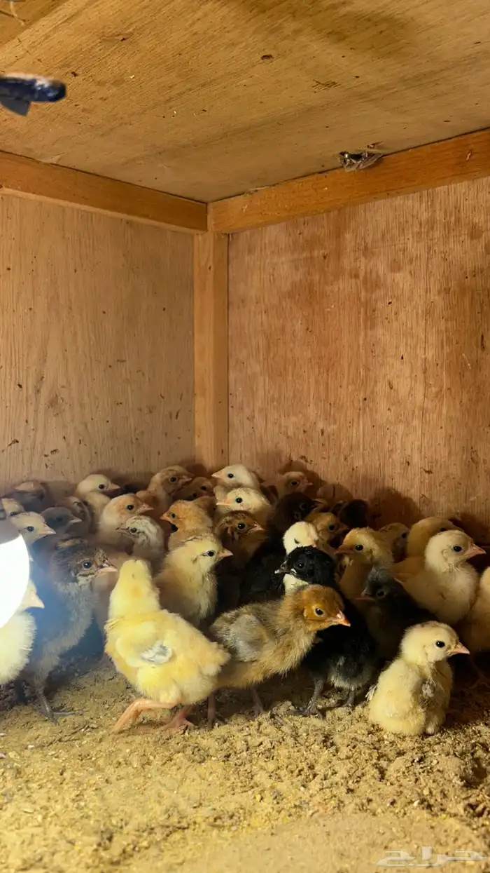 صيصان بلدي شرط صحه ونظافه ماشاءالله الموقع الأحساء القرين 1