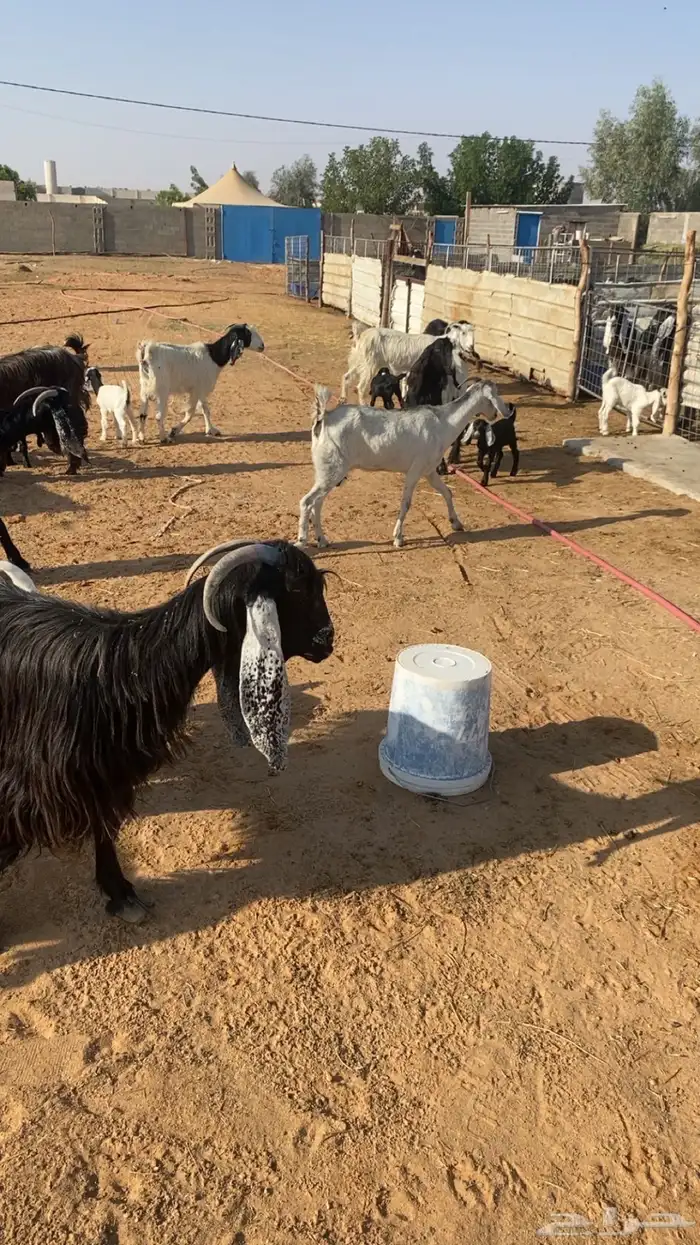 للبيع معزاء مراح ولد 8