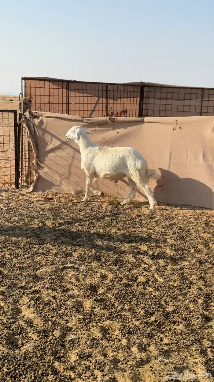 للبيع خروف عمره شهرين او3شهور ابوه صننف 3