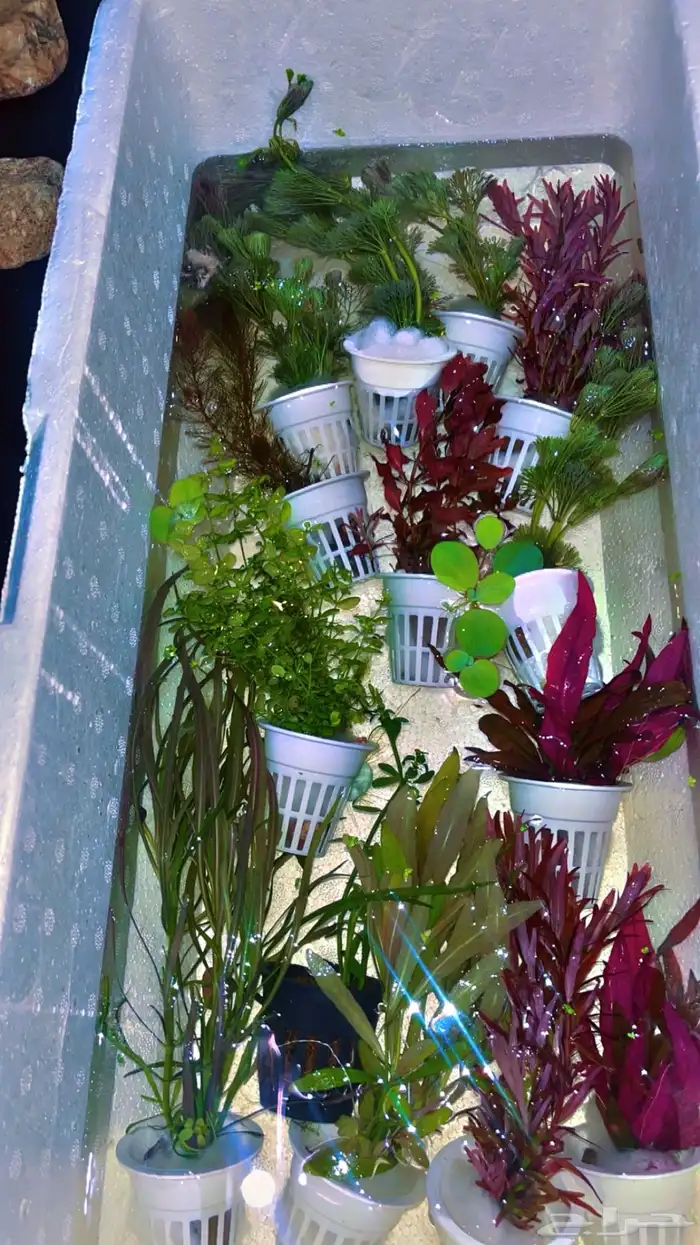 نباتات مائية لاحواض السمك المزروع 9