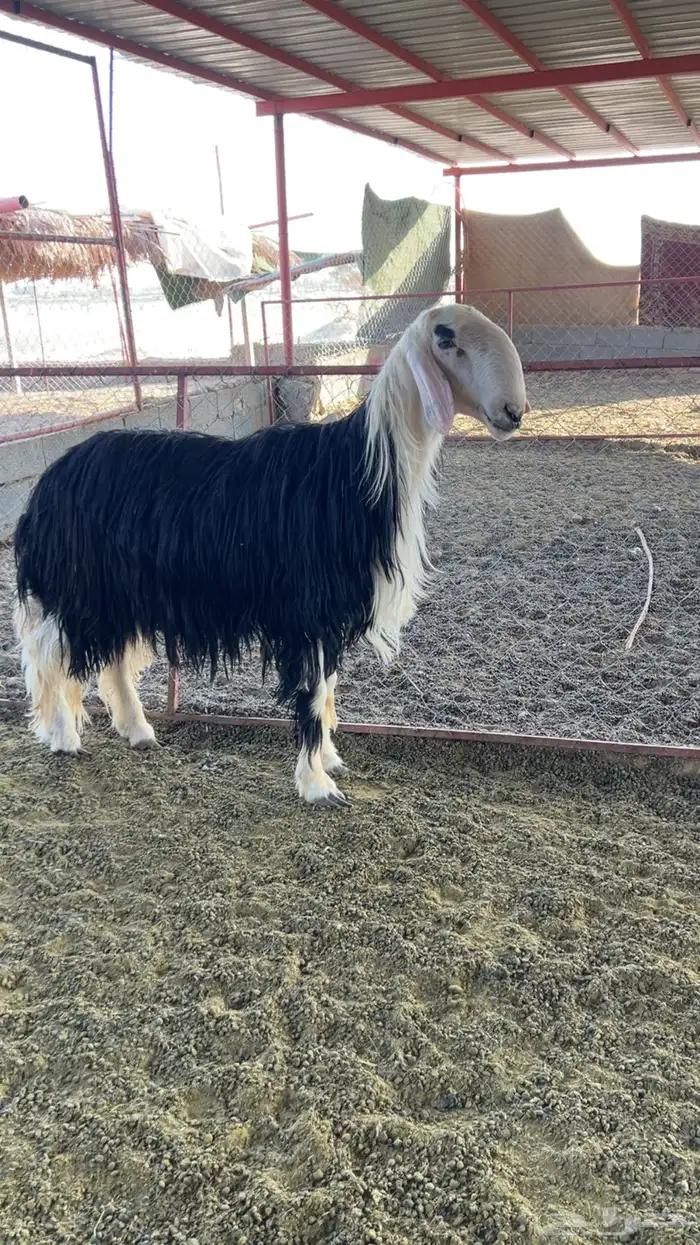 فحل نجدي ومشروع 2