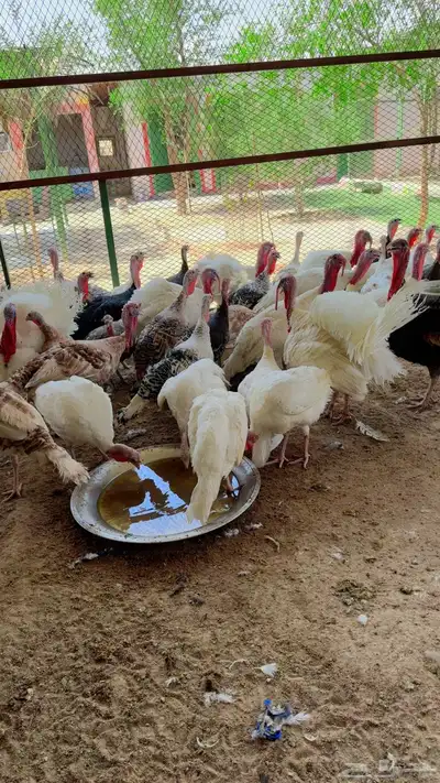 طيور بيت الزاجل index