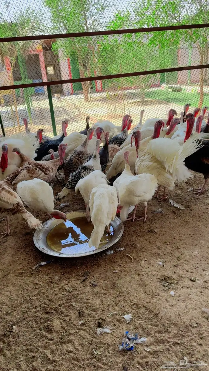 طيور بيت الزاجل 7