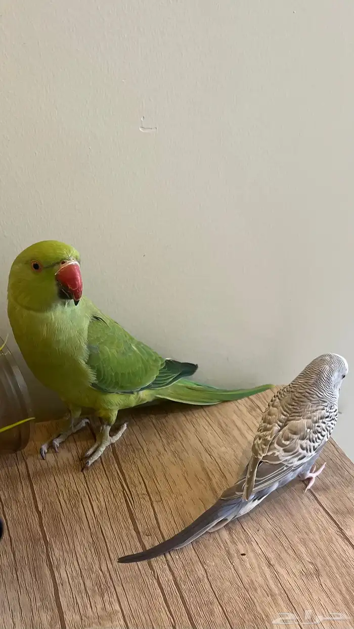 زوج ببغاء الدره أليف ومنتج الذكر متكلم مع زوج بادجي مجانا 5