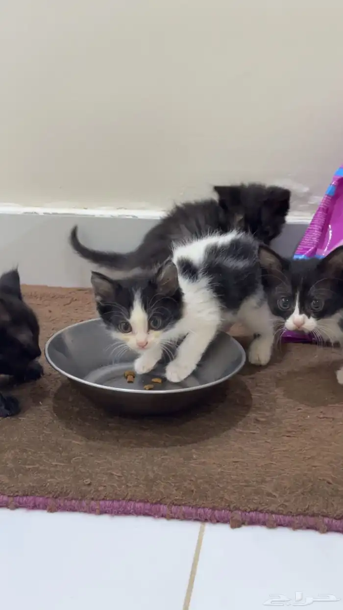 قطط صغار للبيع 1