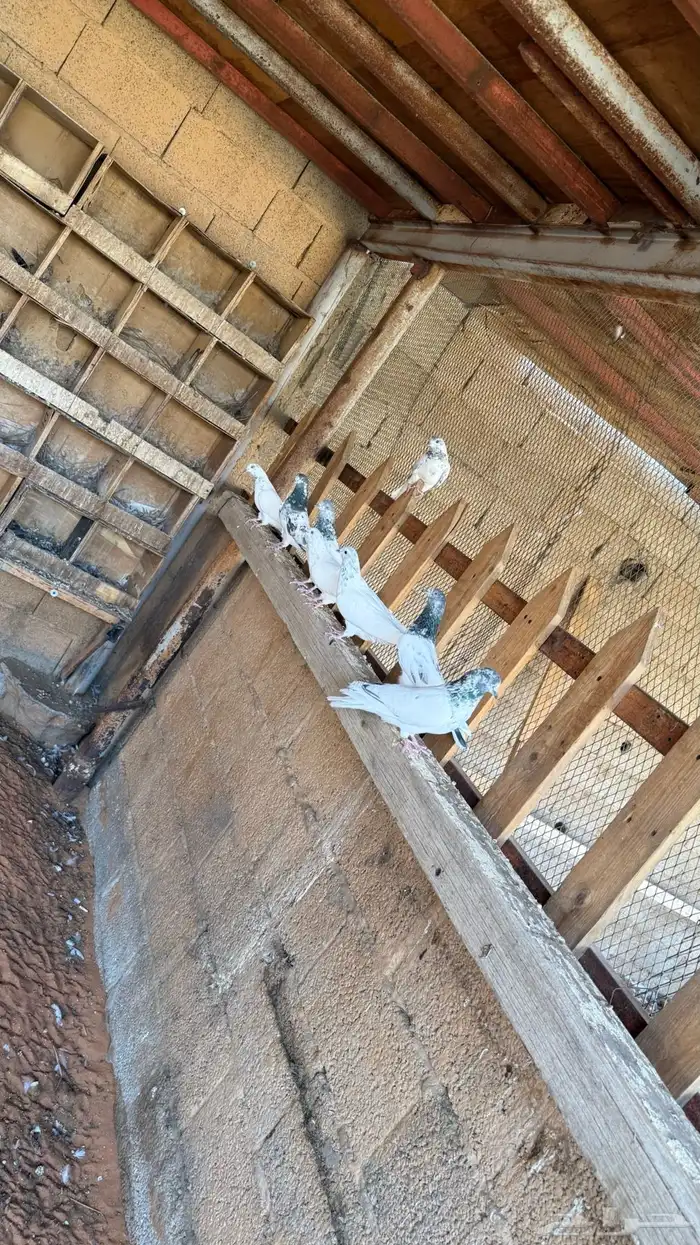 حمام هندي وتيدي 0