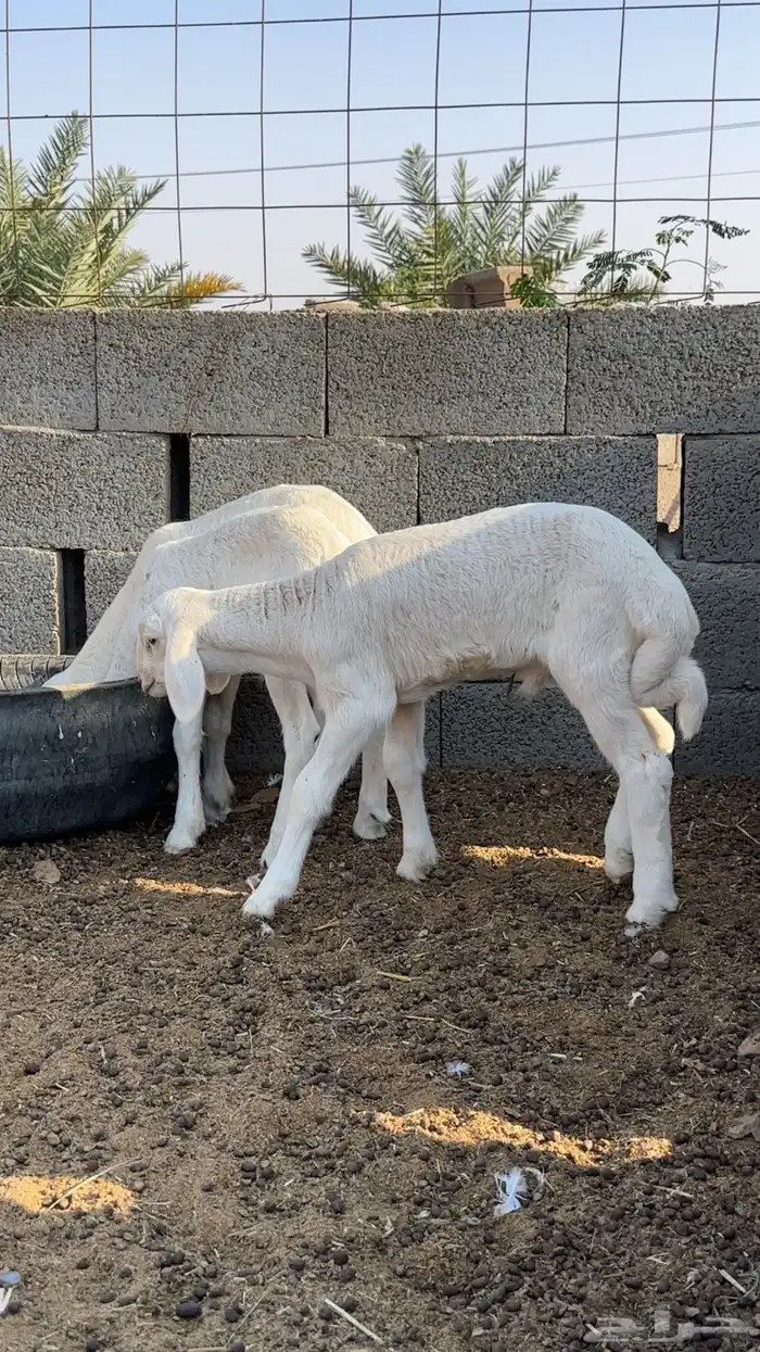 خرفان حريه 2