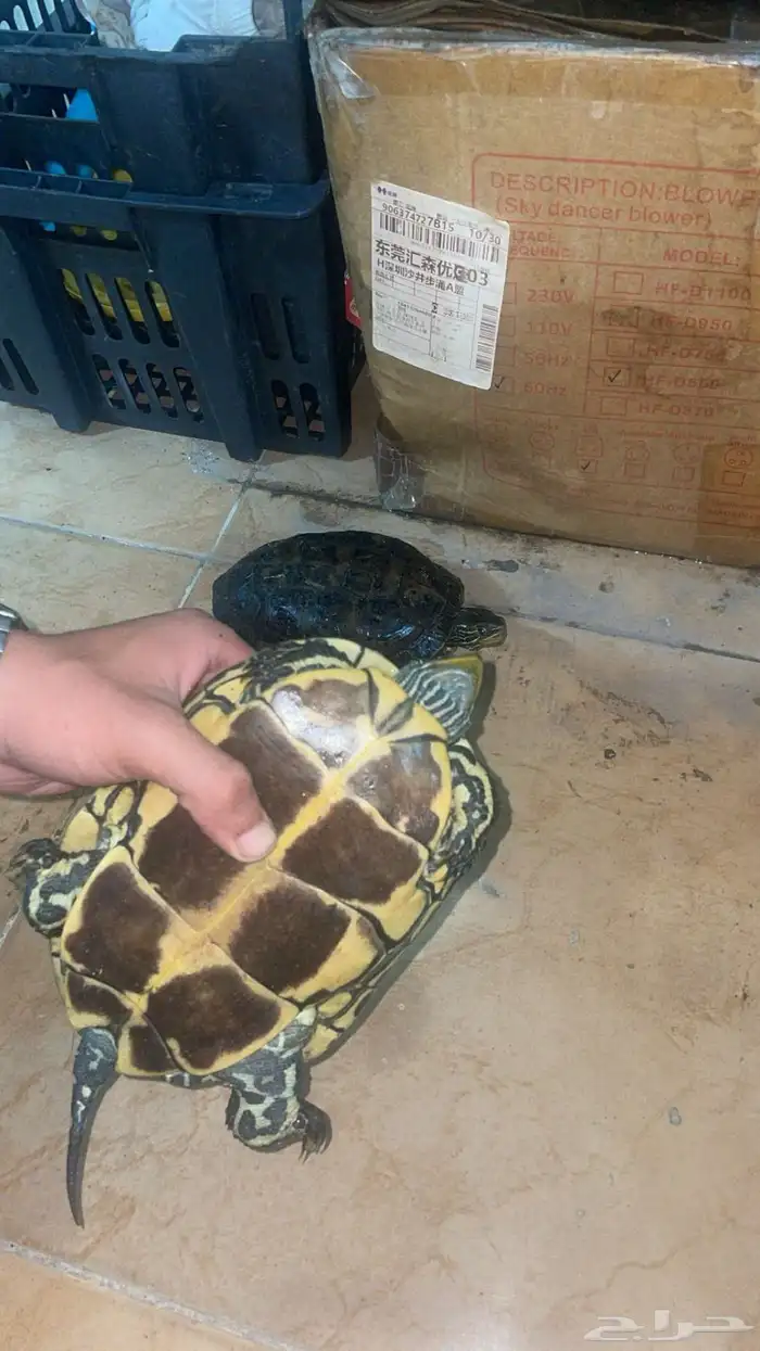للبيع سلاحف برمائية 3