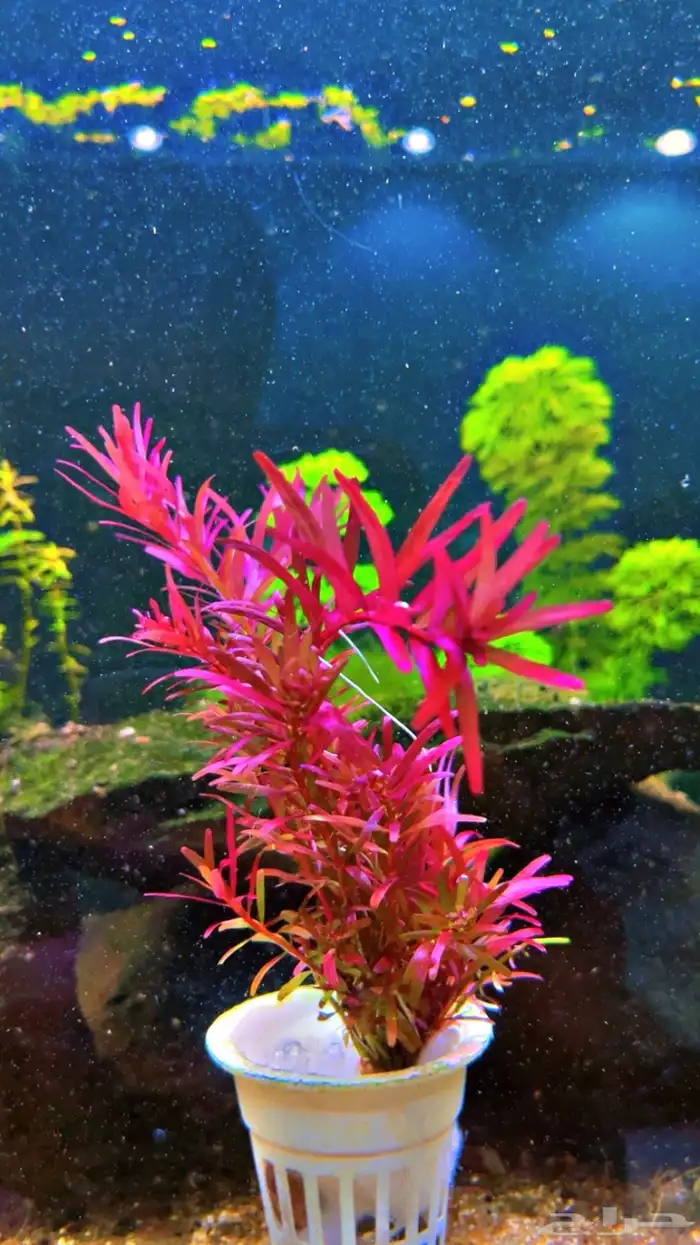 نباتات مائية لاحواض السمك المزروع 19