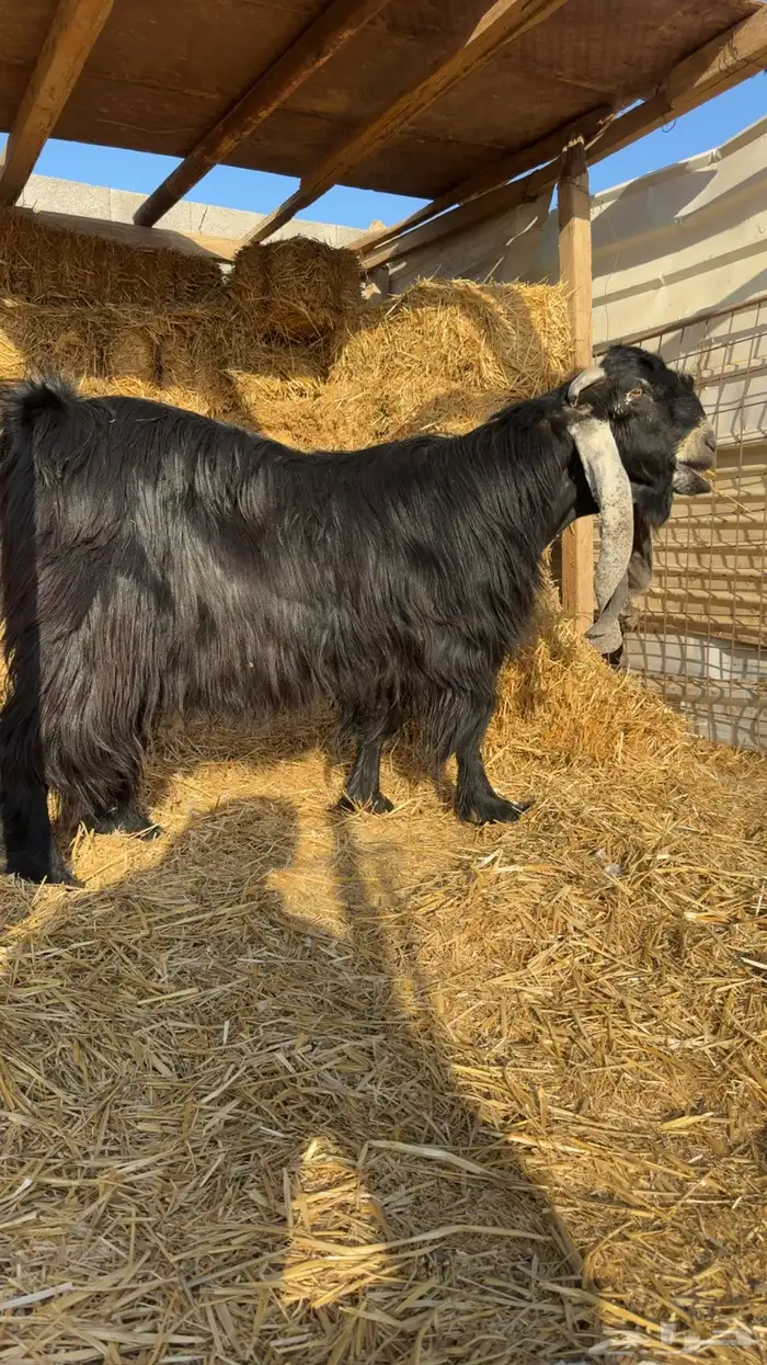 للبيع تيس خصم 2