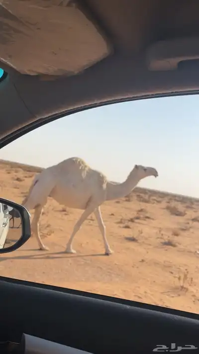 ناقه معشر على بعيرن منتج index