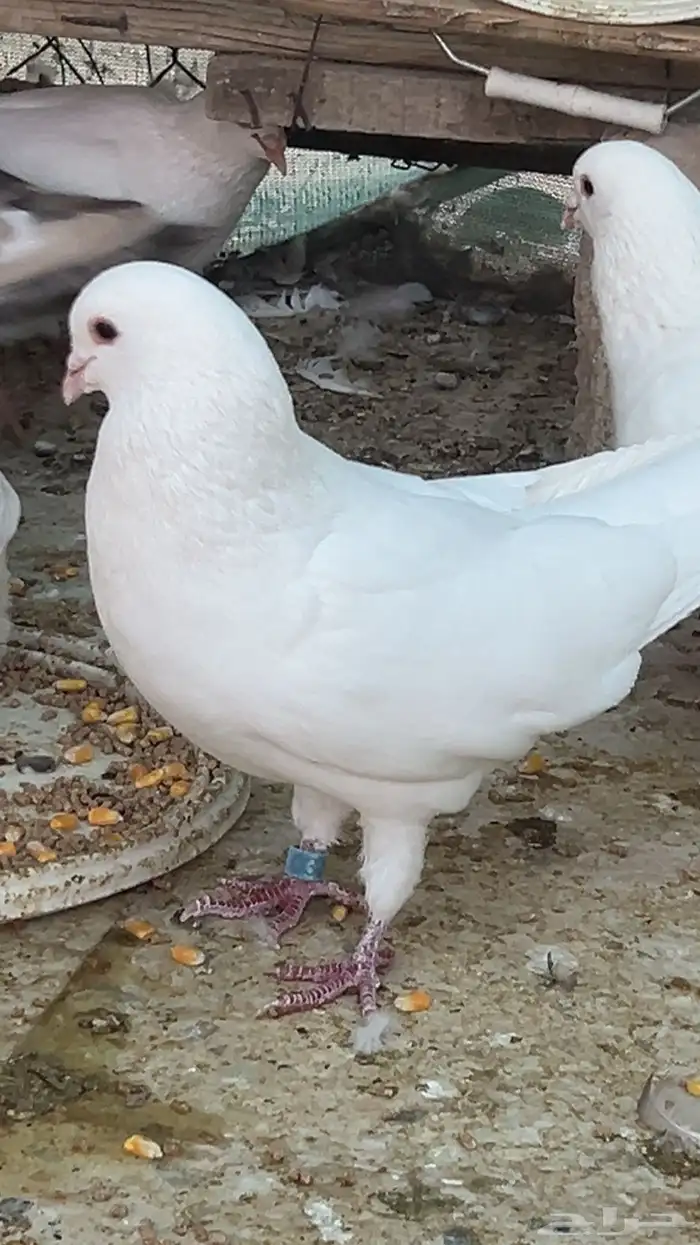 حمام للبيع 6