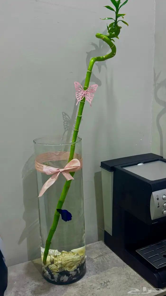 نبتة ساق البامبو مع سمكة الفايتر (بيتا) 0