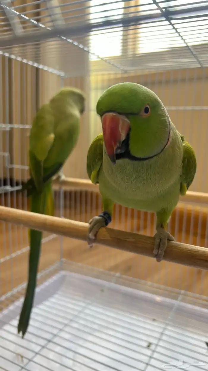 زوج ببغاء الدره أليف ومنتج الذكر متكلم مع زوج بادجي مجانا 0
