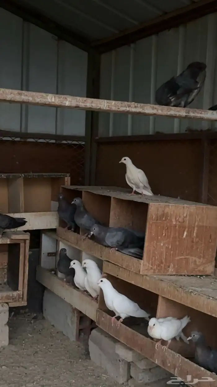 حمام صنعاني شيبه 3