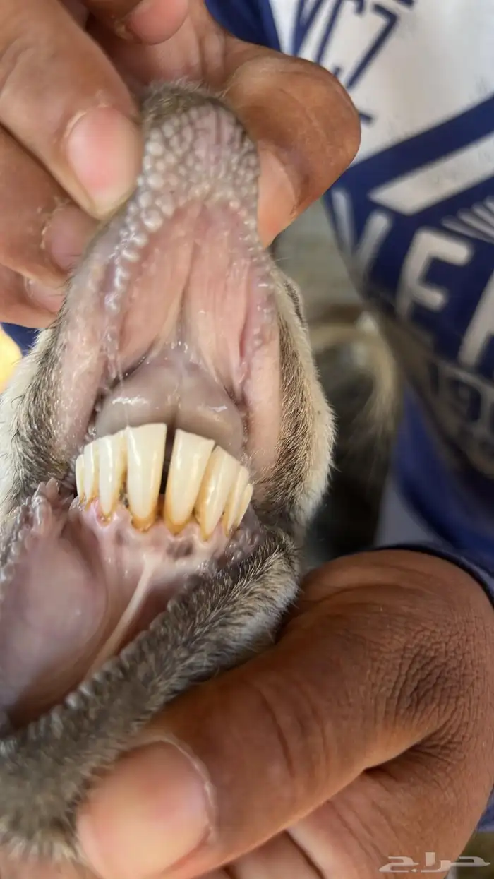 معزا للبيع عدد 10 مع الفحل 8