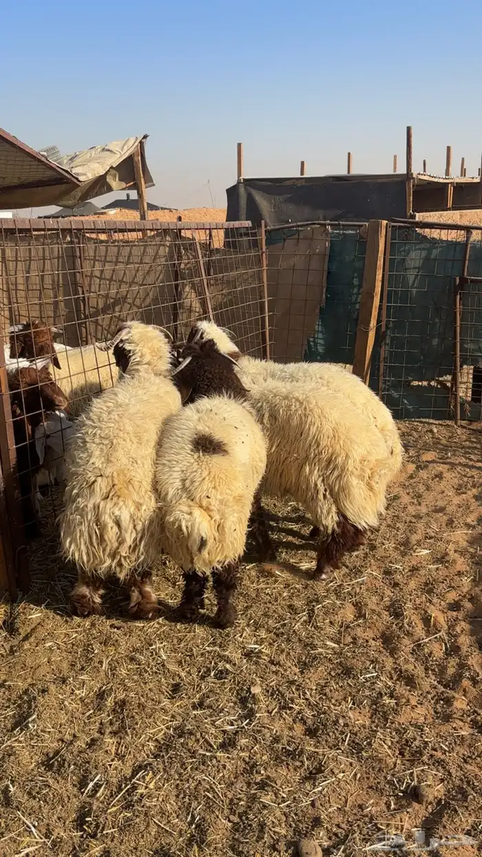 خرفان نعيم جذعان 0