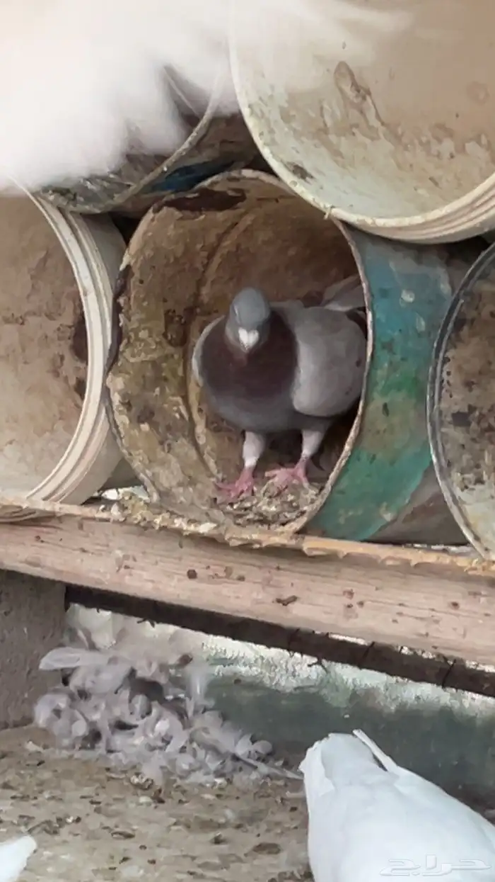 حمام للبيع 9