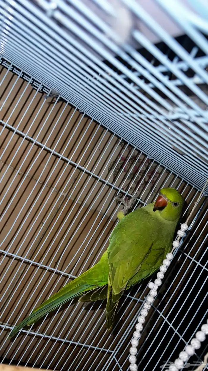 للبيع درة ببغاء الدرة 5