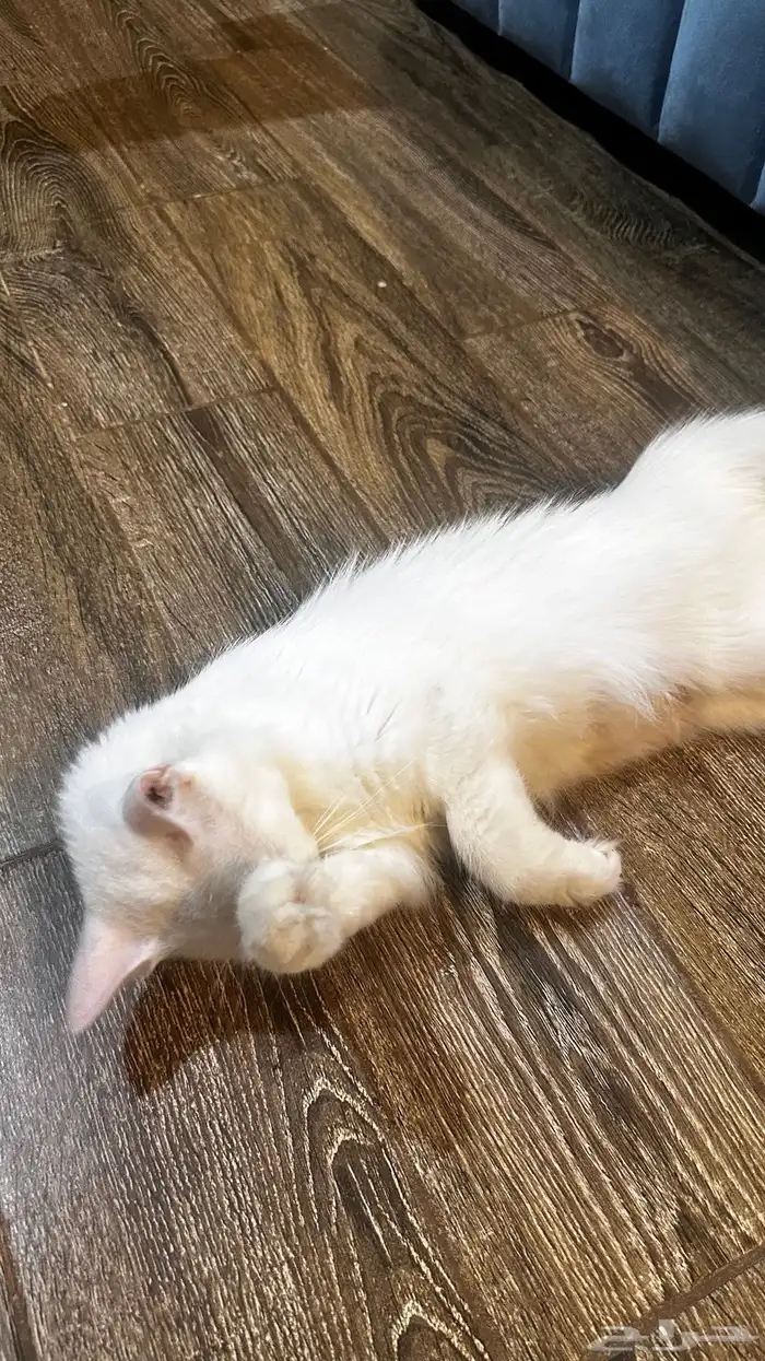 قطط شيرازي 4