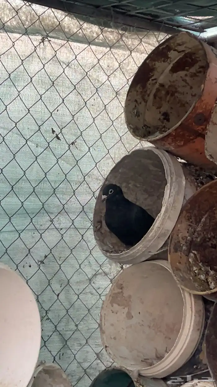 حمام للبيع 2