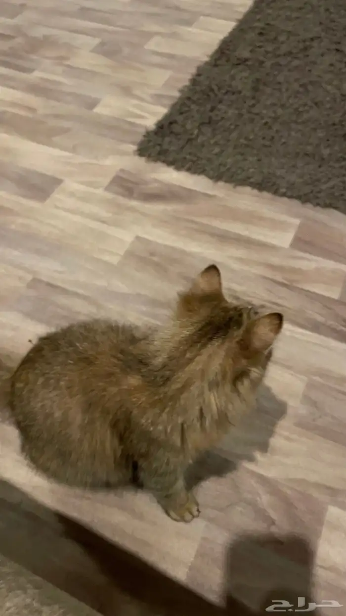 قطه للتبني حامل شيرازي العمر سنه 1