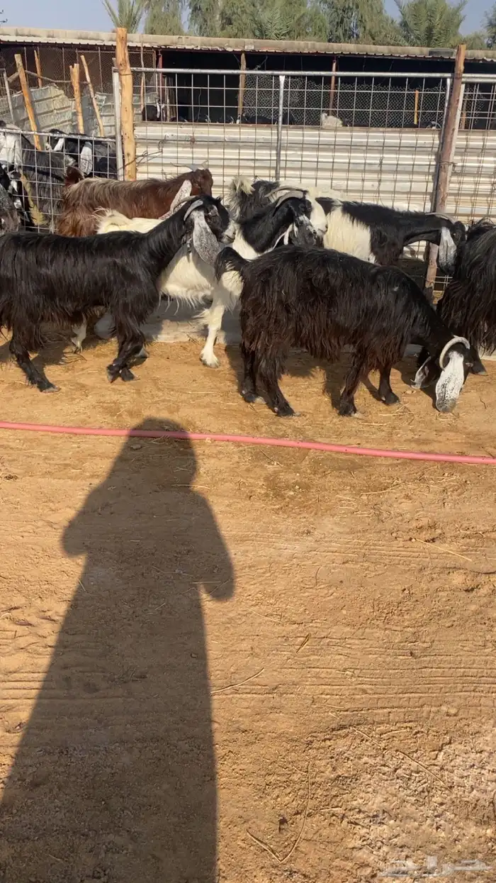 للبيع معزاء مراح ولد 7