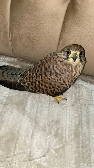 للبيع طير شبوط او باشق شرياص index