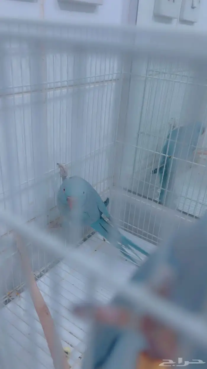 زوج دره هولندي ازرق مع فروخه 4