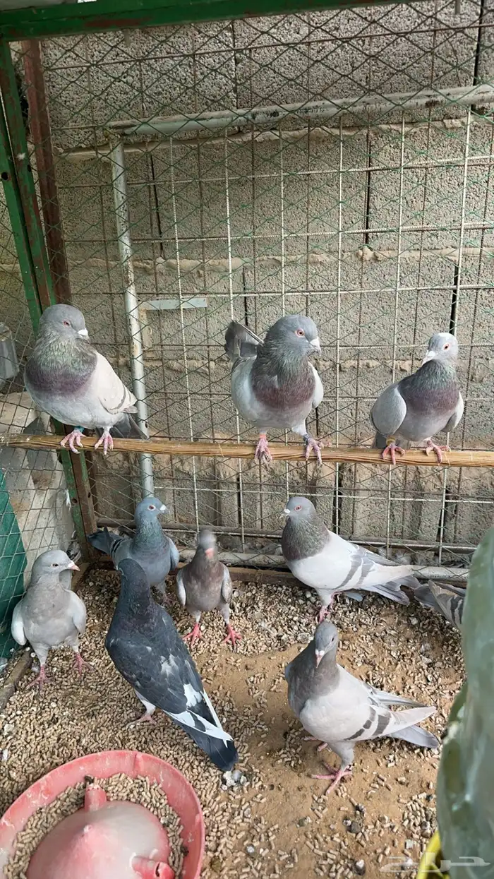 حمام فرنسي سلفر 0