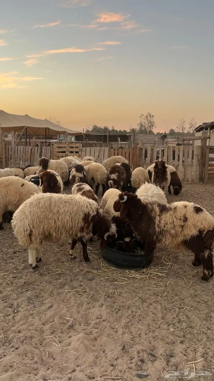 ذبائح وخرفان 2