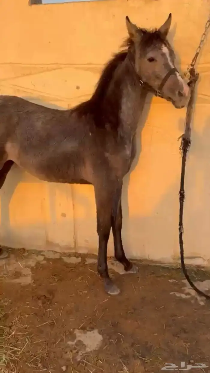 مهره عربيه شعبيه طيبه جدا 0