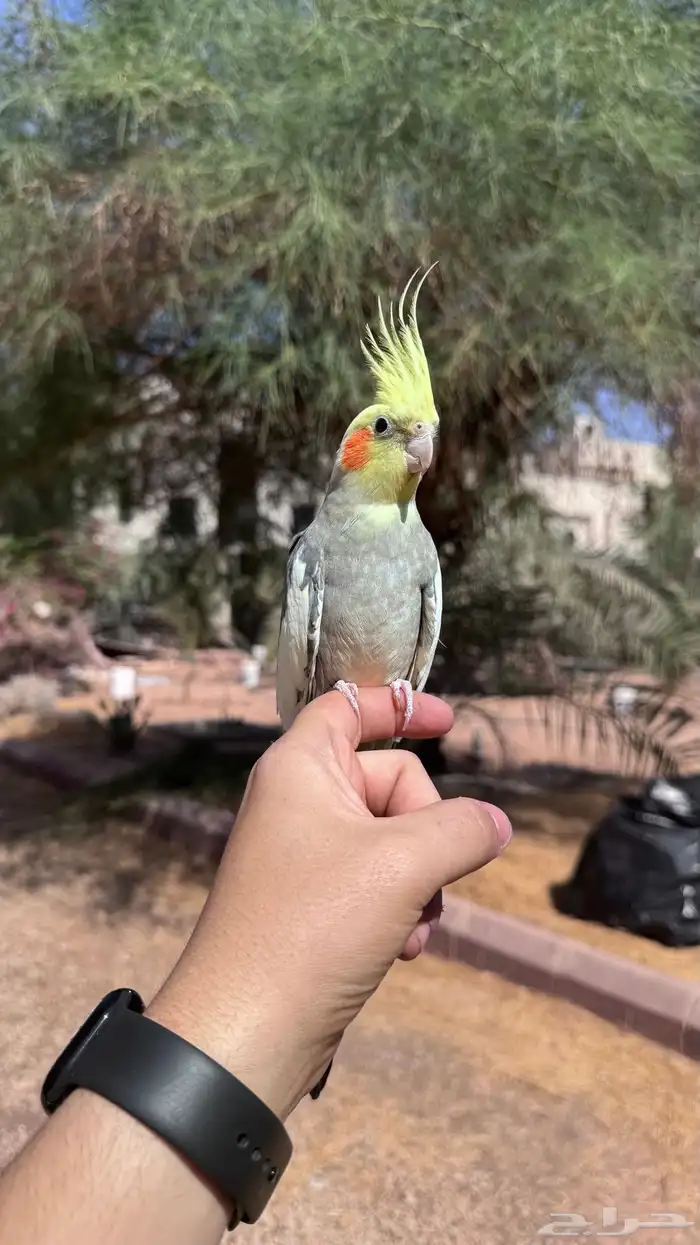 كروان ذكر متلكم و هدد 0