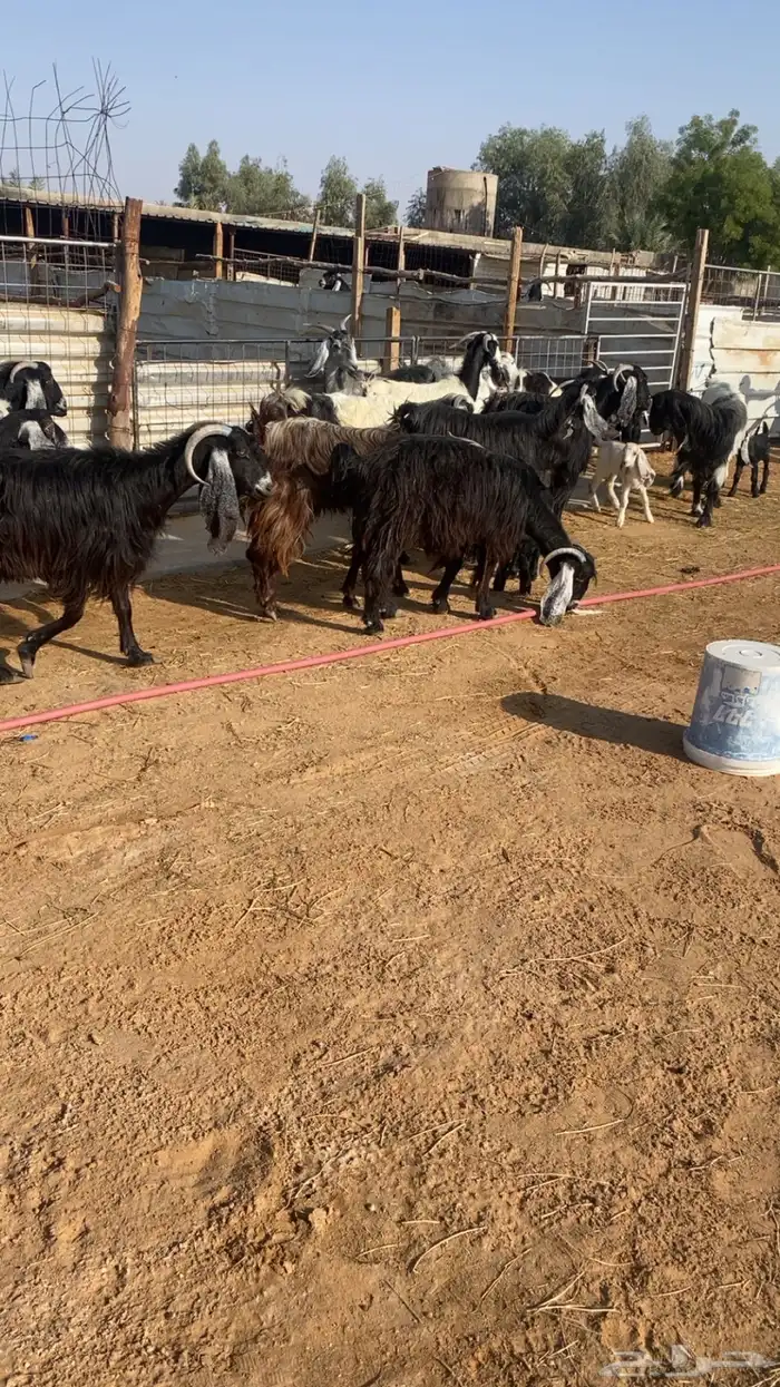 للبيع معزاء مراح ولد 1